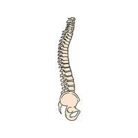 humano coluna vertebral osso vetor ilustração Projeto