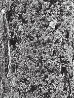 textura de casca de árvore do grunge. textura de sobreposição angustiada. textura de vetor preto e branco