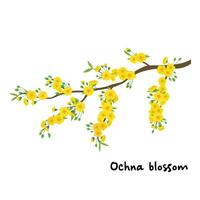 ochna Flor Damasco Flor plano vetor ilustração isolado em branco fundo. elemento para tet conceito. vietnamita tradicional Novo ano. tet festival