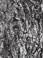 textura de casca de árvore grunge vetor