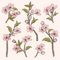 Árvore de florescência. Definir coleção. Entregue ramos cor-de-rosa botânicos tirados da flor no fundo bege. Ilustração vetorial vetor