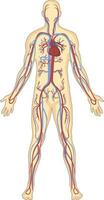 humano sangue embarcações anatomia vetor