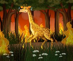 Girafa, executando, longe, wildfire, floresta vetor