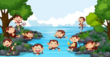 Macaco brincando no lago vetor