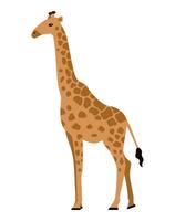 girafa, africano animal. isolado vetor ilustração para seu Projeto.