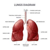 humano pulmões anatomia gráfico. vetor ilustração isolado