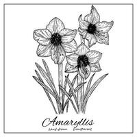 amaryllis flor florescer. mão desenhado tinta botânico ilustração para coloração Páginas, Casamento convite, cartão, imprimir, tatuagem. japonês estilo vetor