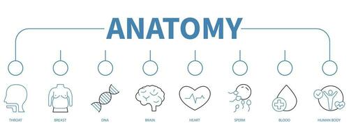 anatomia bandeira rede ícone vetor ilustração conceito