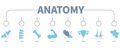 anatomia bandeira rede ícone vetor ilustração conceito