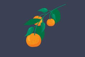 plano vetor ilustração do tangerinas em uma ramo mão desenhado