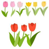 tulipas clipart coleção conjunto vetor