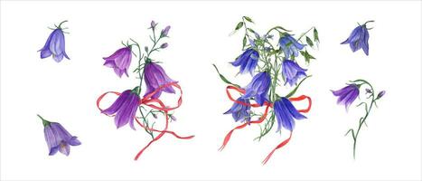 buquês do azul lilás campânula, selvagem aveia com vermelho arcos. selvagem sinos flores, sinos de lebre, fita. vetor