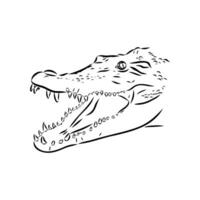 desenho vetorial de crocodilo vetor