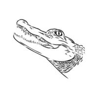 desenho vetorial de crocodilo vetor