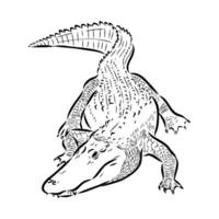 desenho vetorial de crocodilo vetor