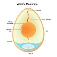 vitelino membrana Ciência Projeto vetor ilustração