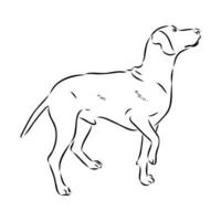austríaco Preto e bronzeado cão de caça vetor esboço