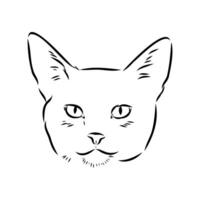 desenho vetorial de gato vetor