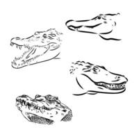 desenho vetorial de crocodilo vetor