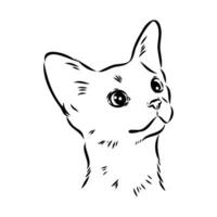 desenho vetorial de gato vetor