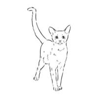 desenho vetorial de gato vetor