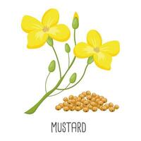 amarelo mostarda flores e mostarda sementes em uma branco fundo. agricultura, ilustração, vetor