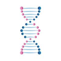 DNA azul e rosa vetor