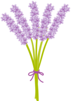 flor de lavanda vetor