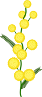 flor de mimosa vetor