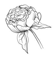 Preto e branco mão desenhando do uma peônia flor vetor ilustração