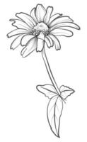 desenhado à mão gerbera flor vetor ilustração