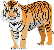 vetor animal tigre mamífero