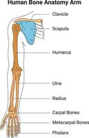 humano osso anatomia braço Ciência Projeto vetor ilustração