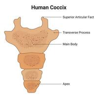 humano cóccix Ciência Projeto vetor ilustração diagrama