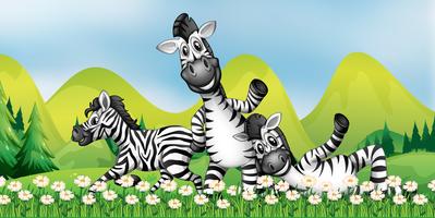 Três zebras no campo de flores
