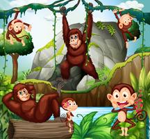 Diferentes tipos de macacos na floresta vetor