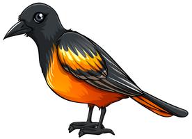 oriole vetor