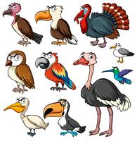 Diferentes tipos de aves selvagens vetor