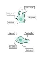 ilustração de um conjunto de animais, ilustração simples de partes do corpo de ameba, ilustração para biologia vetor