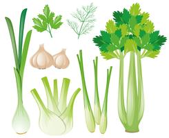 Tipos diferentes de vegetais vetor