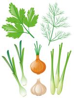 Diferentes tipos de vegetais em branco vetor