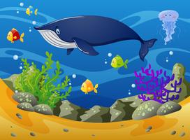 Baleia e peixinho sob o mar vetor