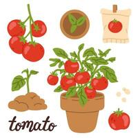 conjunto do tomate estágios vetor