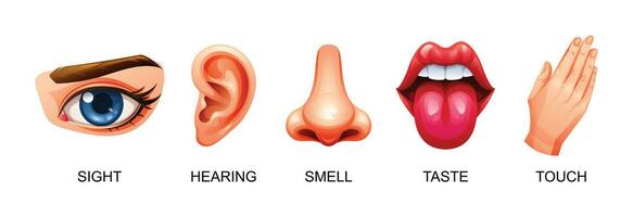 cinco humano sentidos vetor ilustração. visão, audição, cheiro, gosto e toque
