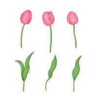 aquarela mão desenhada conjunto de tulipas. vetor