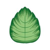 folha verde botânica vetor