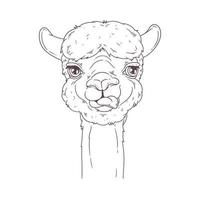 mão desenhado o retrato do vetor bonito da alpaca.