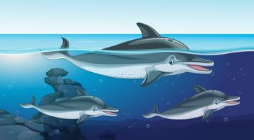 Três, golfinhos, natação, em, a, oceânicos vetor