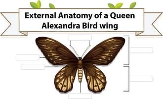 anatomia externa de uma planilha de borboleta vetor