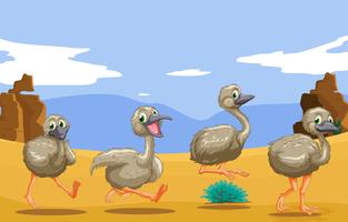Pequenos avestruzes correndo no deserto vetor